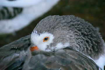 Domestic duck resting with its head under its feathers in a public park