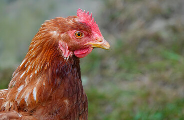 A closeup of a chicken in profile. 