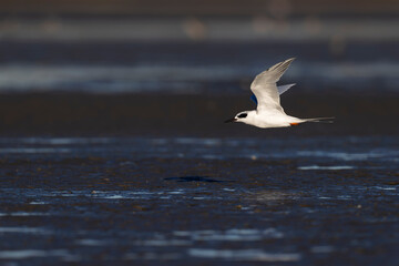 A Forster's tern (Sterna forsteri) flying above the coastline.