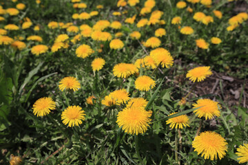 Image photograph of spring, dandelions in full bloom, Japan