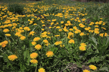 Obraz premium Image photograph of spring, dandelions in full bloom, Japan