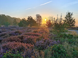 Sunrise in the National Park De Hoge Veluwe in the Netherlands