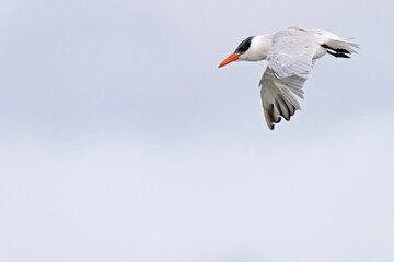 Fototapeta na wymiar A Caspian tern (Hydroprogne caspia)in flight at the coastline.