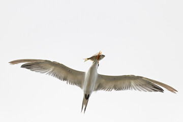 A royal tern (Thalasseus maximus) in flight with a big fish.