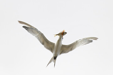 A royal tern (Thalasseus maximus) in flight with a big fish.