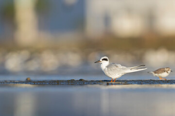 A Forster's tern (Sterna forsteri) resting and preening on the beach.