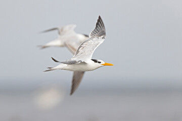 A royal tern (Thalasseus maximus) in flight at the coastline.