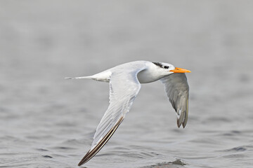 A royal tern (Thalasseus maximus) in flight at the coastline.