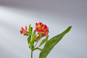 red flower with green leaves on the background of a white texture wall with shadows from the sun's rays