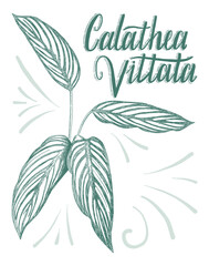 Hand drawing of decorative house plant leaf with its botanical name Calathea Vittata.