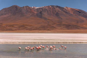 Flamencos en laguna