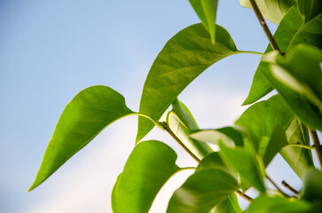 Abstract green leaves nature texture background. Creative layout for design
