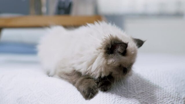 Cute Birmanese Cat Lays Down On The Bed