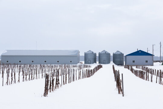 Winter landscape featuring a farm with metal silos, large grey barns and rows of vines tied to posts set in snowy land, Saint-Vallier, Quebec, Canada
