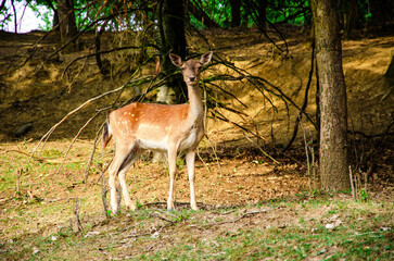 Naklejka na ściany i meble Photo of young deer in the wild forest wildlife. Deer in nature. Green meadow and forest in the background.