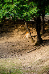 Photo of young deer in the wild forest wildlife. Deer in nature. Green meadow and forest in the background.
