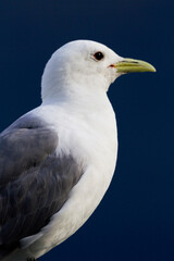 Closeup natural portrait of Black-legged Kittiwake in Alaska. United States, North America