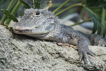 chinese alligator in a zoo in osaka (japan)