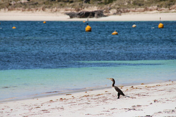 cormorant at rottnest island (australia)
