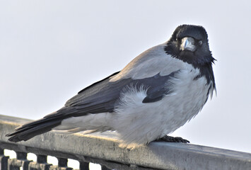 A crow sits on the railing on a winter day