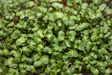 micro greens in the box on the background; decorative greens for decorating dishes; vitamins and minerals for the body; young sprouted radish; green plants for consumption; collected after germination