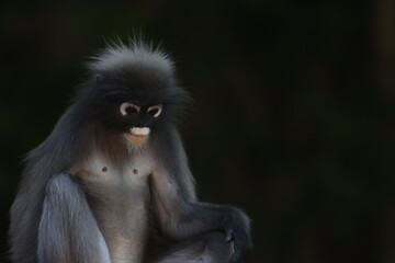 Fototapeta premium Dusky leaf monkey face close up