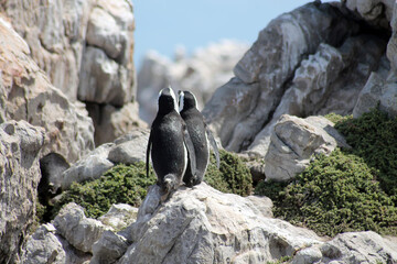 penguins on rocks