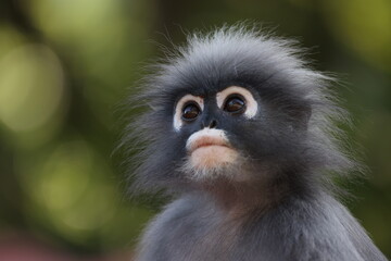 Dusky leaf monkey face close up