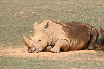 Obraz premium white rhino in a zoo in france 
