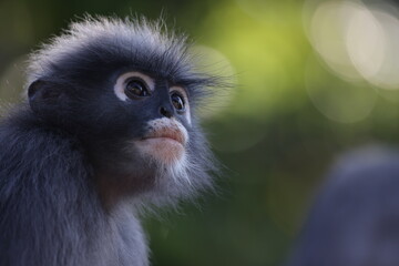 Dusky leaf monkey face close up