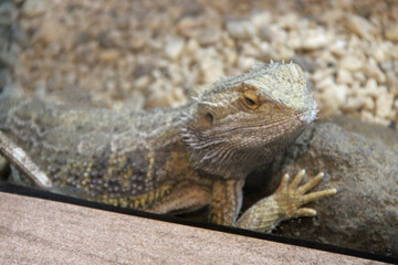 lizard in a zoo in osaka (japan)