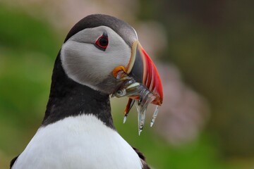 Plakat The Atlantic puffin (Fratercula arctica) with beek full of eels on its way to nesting burrow in breeding colony, Shetland islands