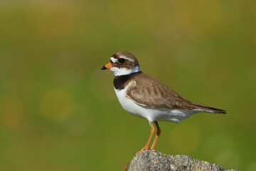The common ringed plover or ringed plover (Charadrius hiaticula) with green background and super soft light, Shetland Islands, Kulík Písečný
