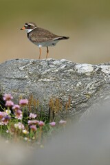 The common ringed plover or ringed plover (Charadrius hiaticula) with green background and super soft light, Shetland Islands, Kulík Písečný
