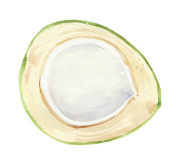 Watercolor hand drawn green coconut botanical illustration isolated on white background. Hand painted watercolor nut clip art
