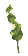 Watercolor hand drawn rainforest tropical leaf. Botanical illustration isolated on white background. Hand painted watercolor floral clip art
