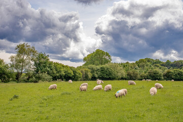 Sheep on a meadow