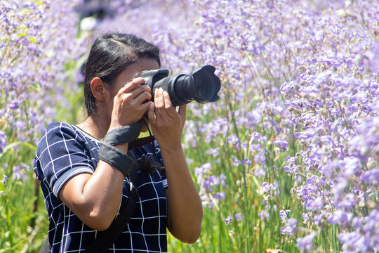 A woman with a camera takes pictures of the purple flowers of Murdannia Giganteum in a meadow.