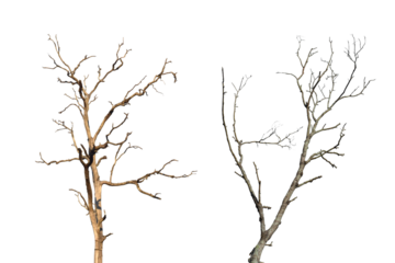 Dead tree branch isolated on transparent background PNG file.