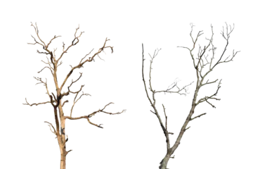 Abwaschbare Fototapete Dead tree branch isolated on transparent background PNG file. © banphote