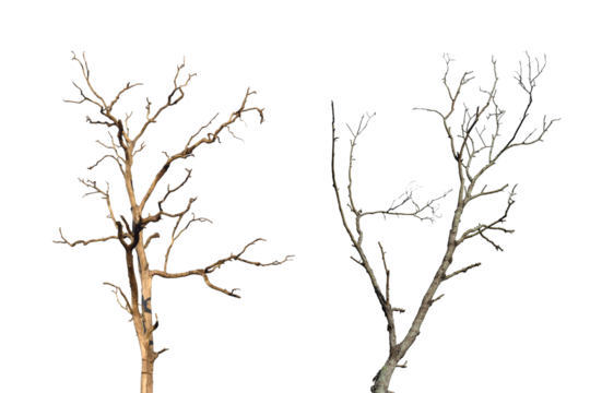 Dead tree branch isolated on transparent background PNG file.