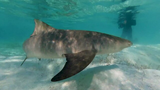 4k video of Lemon Sharks (Negaprion brevirostris) in the shallow water in North Bimini, Bahamas