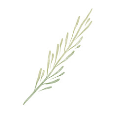 Fototapeta premium Watercolor elegant branch. Green Outline leaves for wedding, holidays, invitation, greeting card decoration