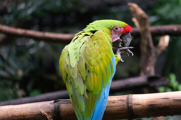 Close up alone wild parrot bird, green parrot Great-Green Macaw, Ara ambigua. Wild rare bird in the nature habitat. Green big parrot sitting on the branch.	
