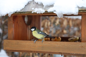 A tit sits at the feeder