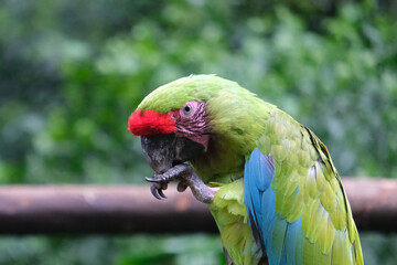 Close up alone wild parrot bird, green parrot Great-Green Macaw, Ara ambigua. Wild rare bird in the nature habitat. Green big parrot sitting on the branch.	
