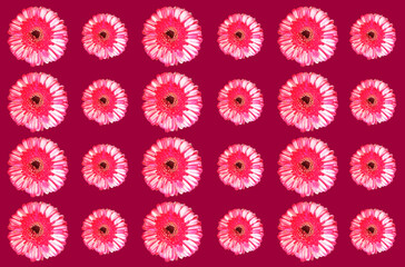Top view, Pattern set pink white color gerbera flower blossom blooming isolated on purple background for stock photo, house plants, spring floral, bouquet