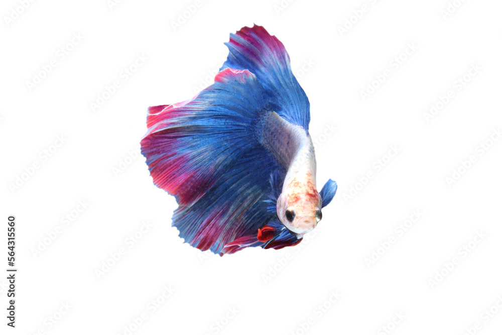 Poster Betta fish, Siamese fighting fish isolated on transparent background.
