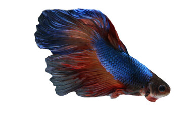Fototapeta premium Betta fish, Siamese fighting fish isolated on transparent background. 