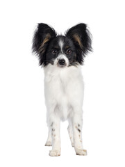 Excellent white black and tan Epagneul Nain Papillon dog puppy, standing facing front. Looking towards camera. isolated cutout on transparent background..